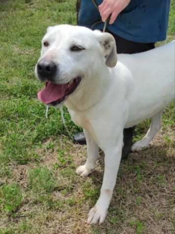 CANE IN ADOZIONE NEVE, splendida simil dogo