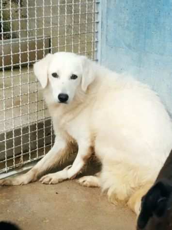 CANE IN ADOZIONE PANNA la tipo Golden tutta bianca -URGENTISSIMA IN TRASFERIMEN