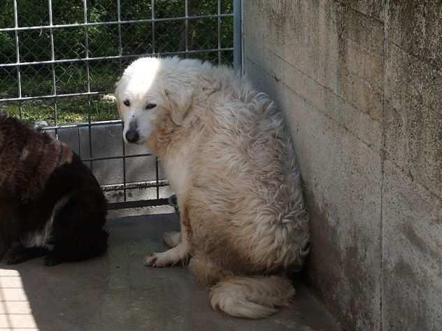 CANE IN ADOZIONE PANNA la tipo Golden tutta bianca -URGENTISSIMA IN TRASFERIMEN