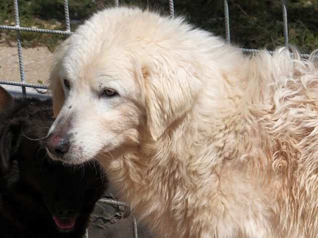 CANE IN ADOZIONE PANNA la tipo Golden tutta bianca -URGENTISSIMA IN TRASFERIMEN