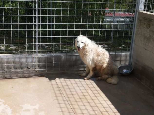 CANE IN ADOZIONE PANNA la tipo Golden tutta bianca -URGENTISSIMA IN TRASFERIMEN