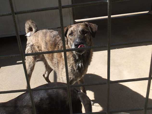 CANE IN ADOZIONE PATATO, un nome che dice tutto.