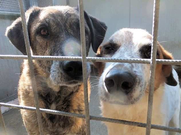 CANE IN ADOZIONE PATATO, un nome che dice tutto.