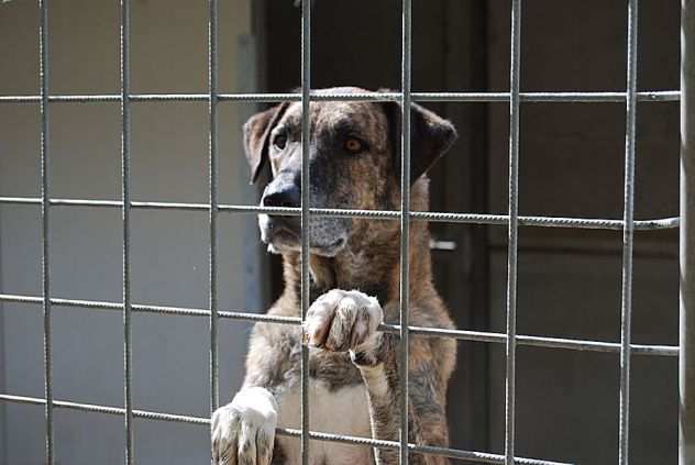 CANE IN ADOZIONE PATATO, un nome che dice tutto.