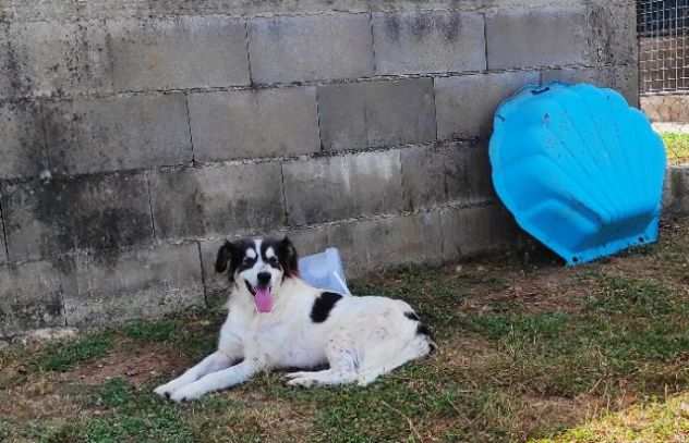 CANE IN ADOZIONE PEGGY