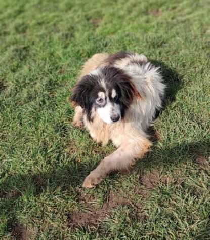 CANE IN ADOZIONE PEGGY, dolce e determinata.