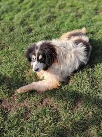 CANE IN ADOZIONE PEGGY, dolce e determinata.