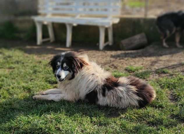 CANE IN ADOZIONE PEGGY, dolce e determinata.