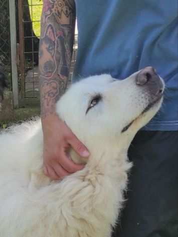 CANE IN ADOZIONE RAIN, meraviglioso maremmano.