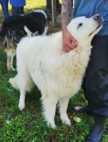 CANE IN ADOZIONE RAIN, meraviglioso maremmano.