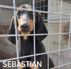 CANE IN ADOZIONE SEBASTIAN giovane segugio