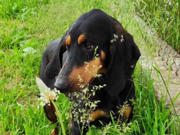 CANE IN ADOZIONE SEBASTIAN giovane segugio