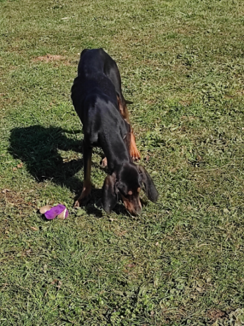 CANE IN ADOZIONE SEBASTIAN giovane segugio