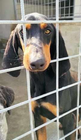 CANE IN ADOZIONE SEBASTIAN giovane segugio