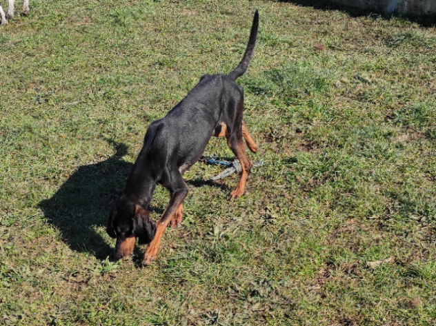 CANE IN ADOZIONE SEBASTIAN giovane segugio