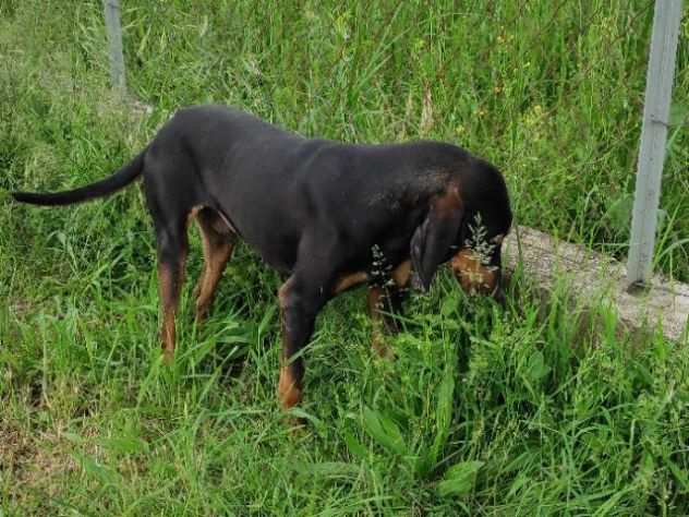 CANE IN ADOZIONE SEBASTIAN giovane segugio