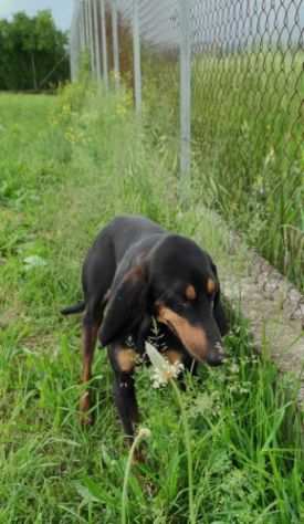 CANE IN ADOZIONE SEBASTIAN giovane segugio