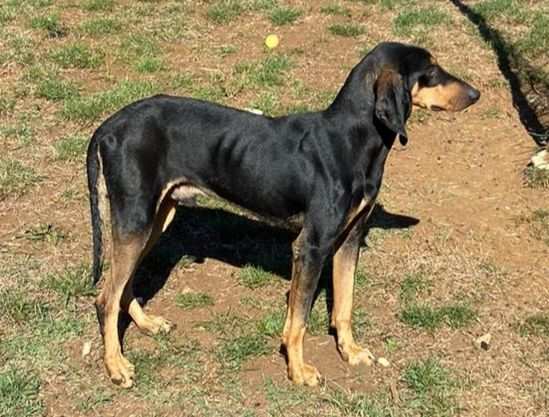 CANE IN ADOZIONE SEBASTIAN, taglia media