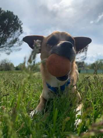 CANE IN ADOZIONE - SPRITZ TAGLIA PICCOLA 5 ANNI