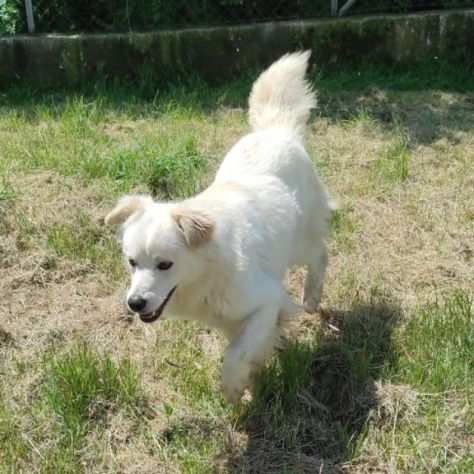 CANE IN ADOZIONE SUGAR, taglia medio contenuta.