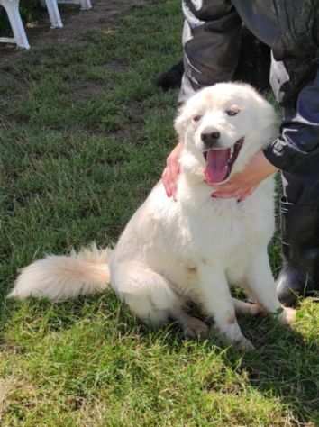 CANE IN ADOZIONE SUGAR, taglia medio contenuta.