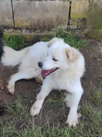 CANE IN ADOZIONE SUGAR, taglia medio contenuta.