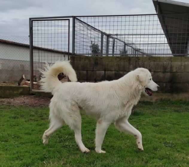 CANE IN ADOZIONE TALCO, fantastico pasticcione.