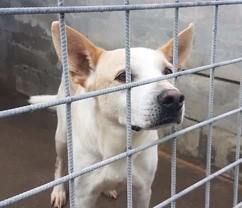 CANE IN ADOZIONE WHITE. tipo pastore svizzero abbandonato a due anni.