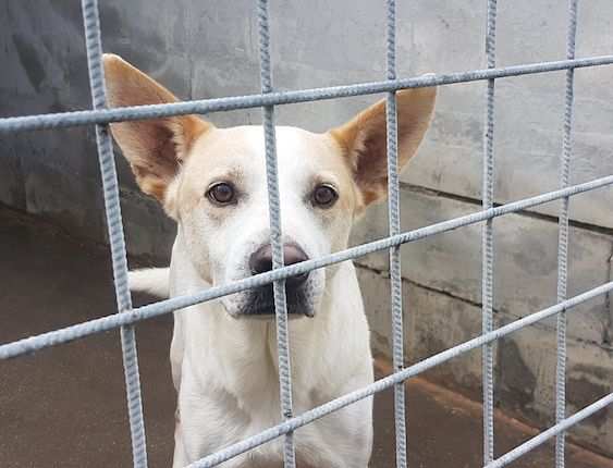 CANE IN ADOZIONE WHITE. tipo pastore svizzero abbandonato a due anni.