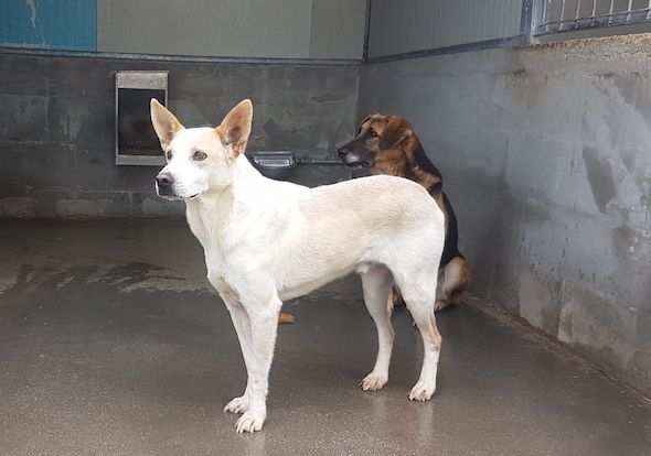 CANE IN ADOZIONE WHITE. tipo pastore svizzero abbandonato a due anni.