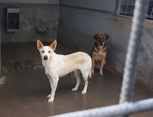 CANE IN ADOZIONE WHITE. tipo pastore svizzero abbandonato a due anni.