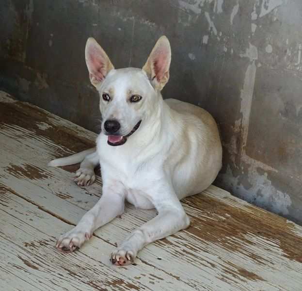 CANE IN ADOZIONE WHITE. tipo pastore svizzero abbandonato a due anni.