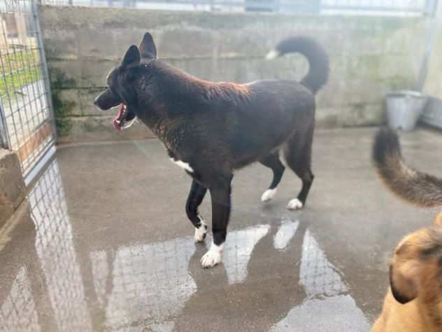 CANE IN ADOZIONE ZAMPA BIANCA e i suoi calzini.