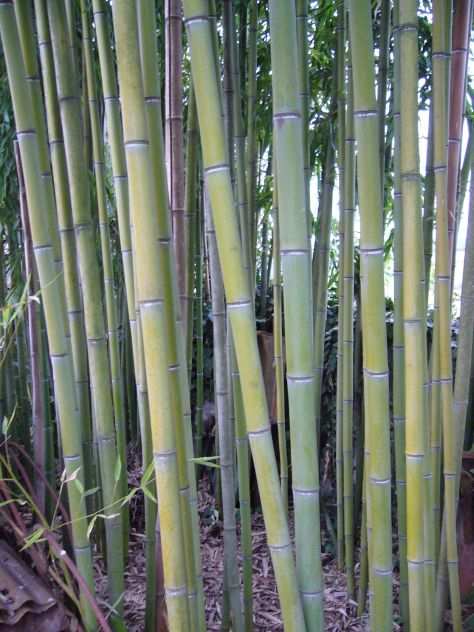 canne di bambugrave