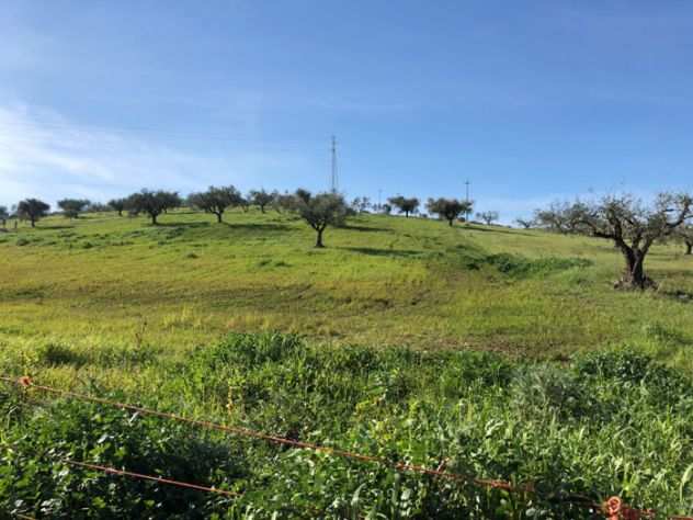 Capaccio Paestum loc.Scigliati Terreno Agricolo