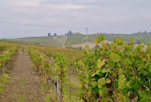 CASA in cima e VIGNETI intorno