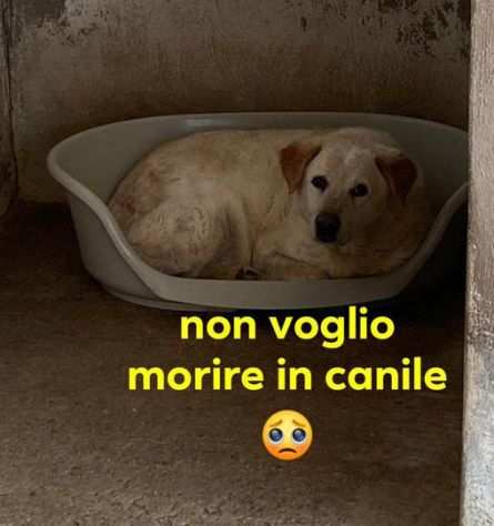 Casper, 12 anni, in canile da sempre