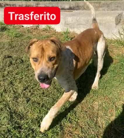 CASPER 2anni , bravo,equilibrato, trasferito Calabria