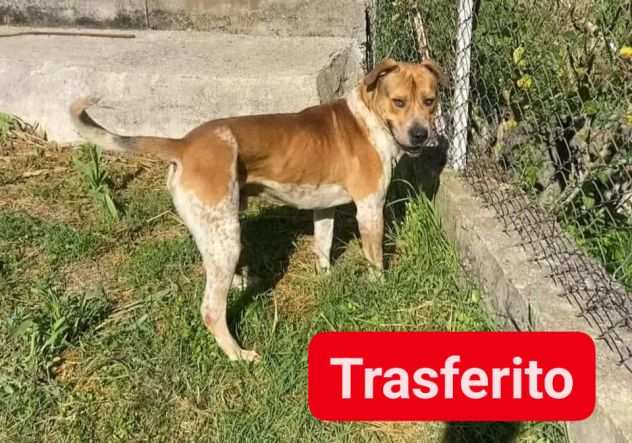 CASPER 2anni , bravo,equilibrato, trasferito Calabria