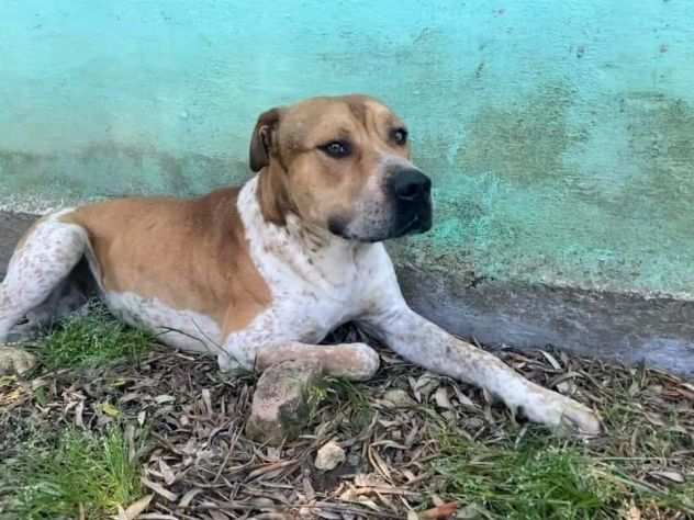 CASPER 2anni , bravo,equilibrato, trasferito Calabria