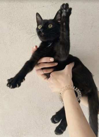 Casper gattino di 3 mesi