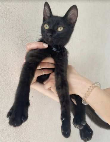 Casper gattino di 3 mesi