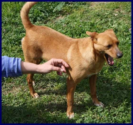 CASTAGNOLA 2anni - 10kg aspetta la sua famiglia