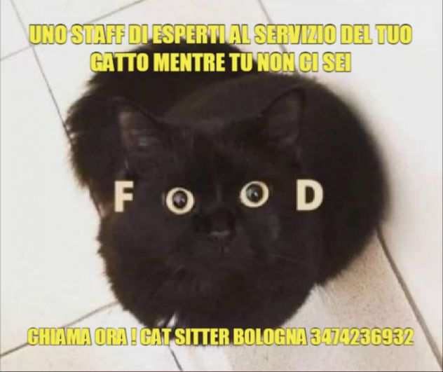 Cat sitter Bologna (la pensione in casa)Tel 3474236932