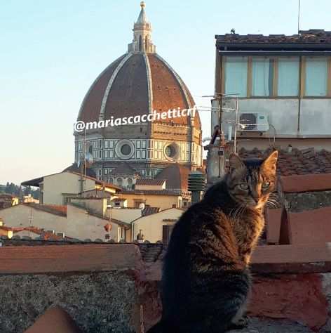 Cat sitter ESPERTA a Firenze