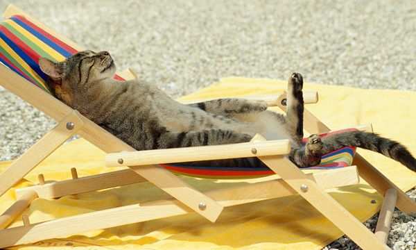 Cat-sitter mesi estivi