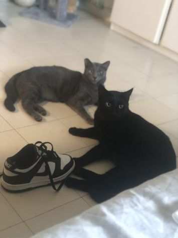 Cat Sitter Roma Zona Torrevecchia