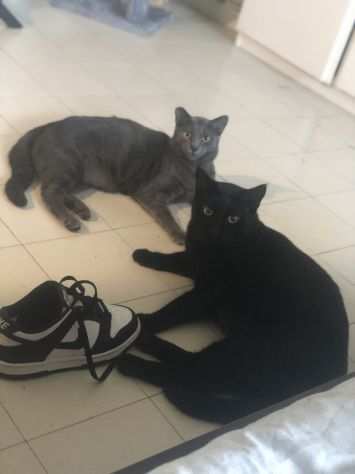 Cat Sitter Roma Zona Torrevecchia
