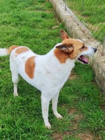 CATELLO cagnolino in adozione