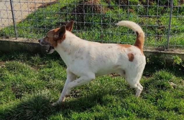 CATELLO cagnolino in adozione